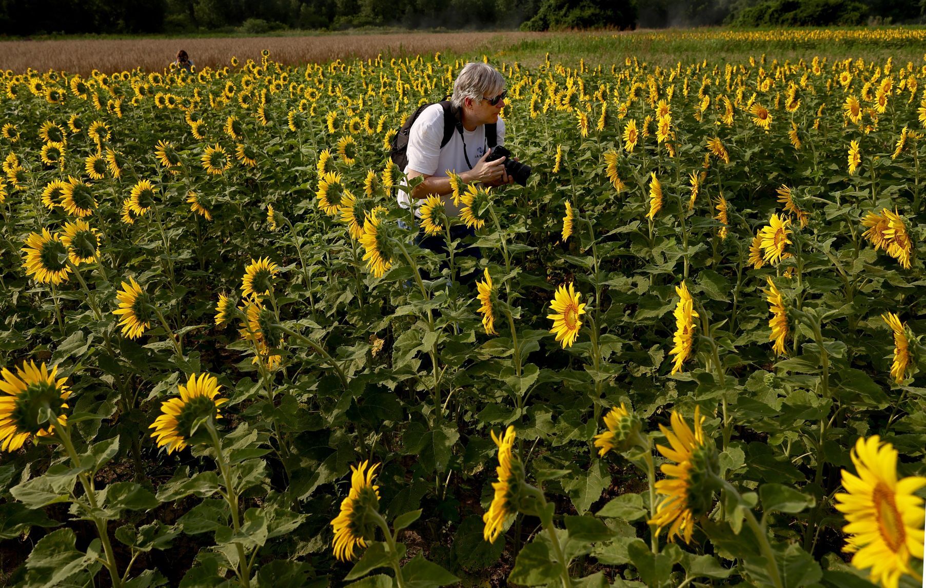 Sunflowers blooming at Columbia Bottom Conservation Area in North St. Louis County.